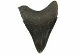Serrated, Fossil Megalodon Tooth - Georgia #84174-1